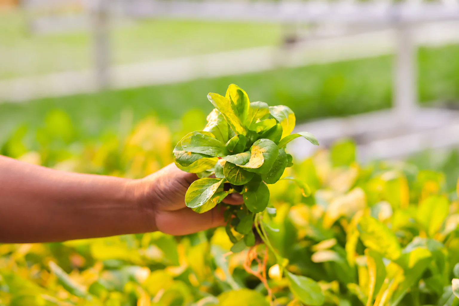 Colheita de folhas frescas na produção da Verdureira