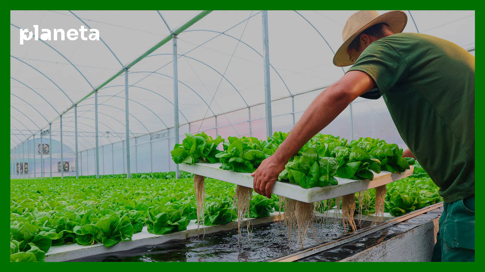 Método de cultivo usa 99% menos água do que agricultura tradicional